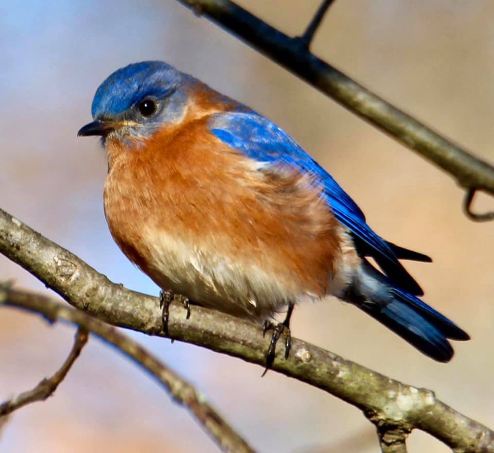 Bluebird